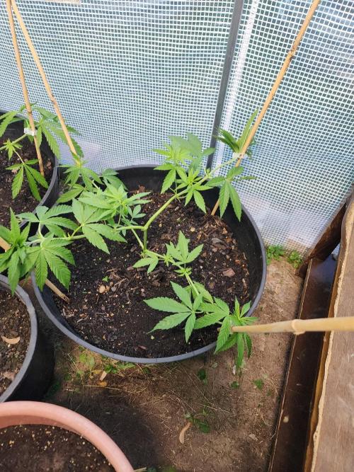 Apricot Scone. Week 11