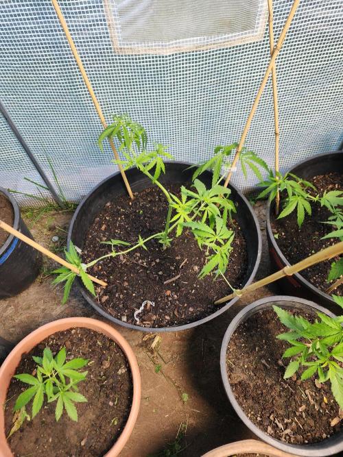 Apricot Scone. Week 11