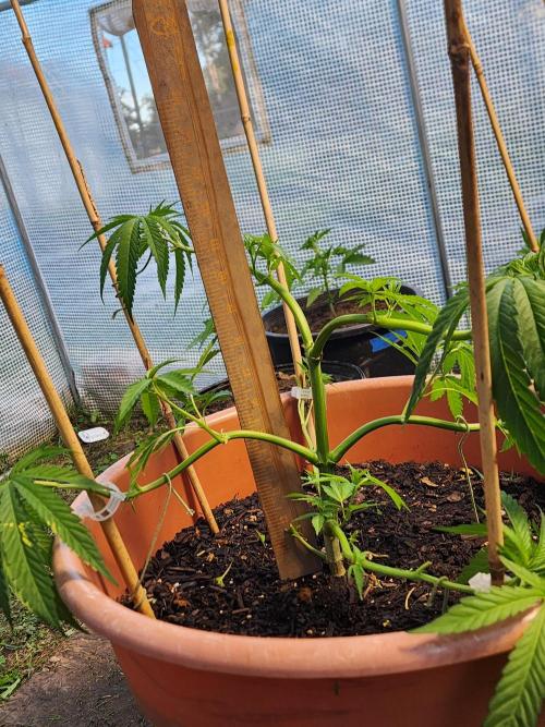 Velvet Moon. Week 11