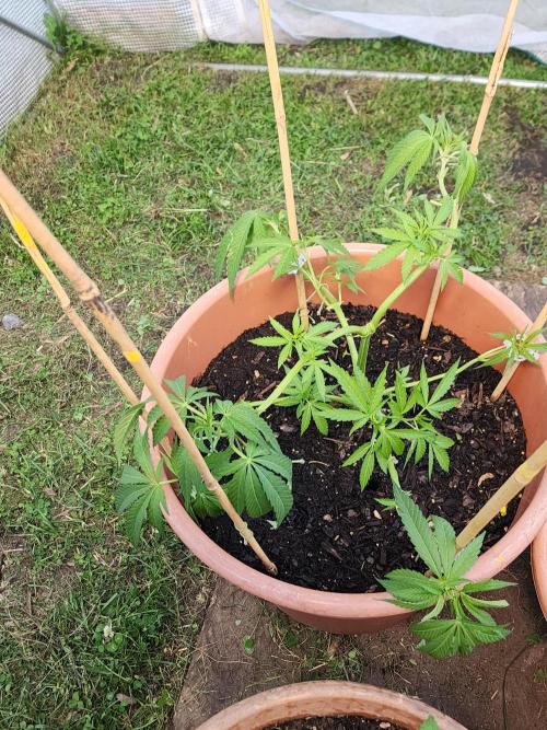 Velvet Moon. Week 11