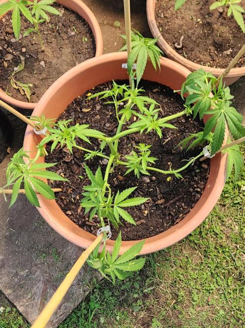 Velvet Moon. Week 11