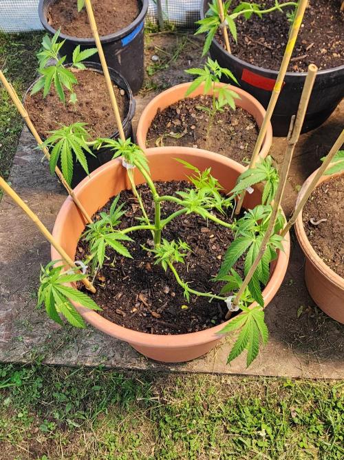 Velvet Moon. Week 11