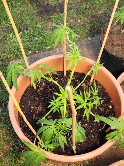 Velvet Moon. Week 11