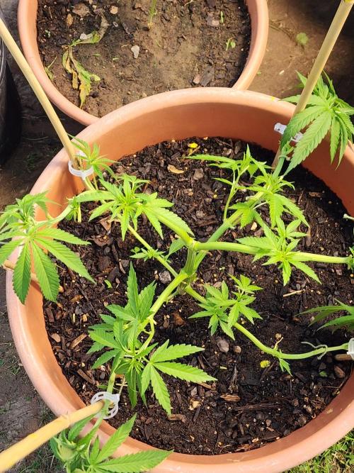 Velvet Moon. Week 11