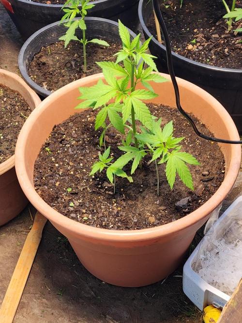 Snoop's punch. Week 7