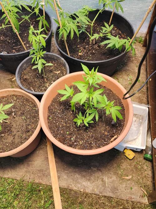 Snoop's punch. Week 7