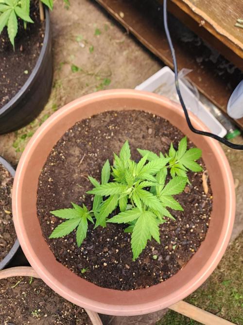 Snoop's punch. Week 7