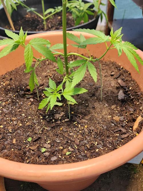 Snoop's punch. Week 7
