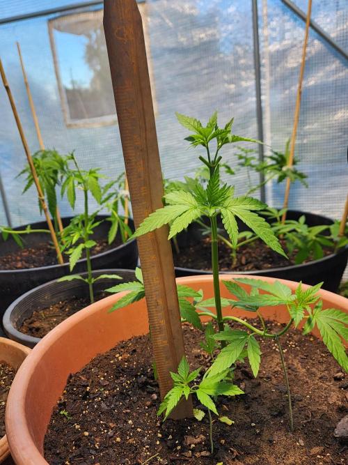 Snoop's punch. Week 7