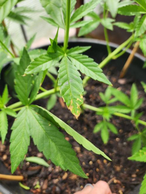 Apricot Scone. Week 12