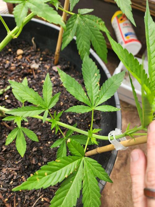 Apricot Scone. Week 12