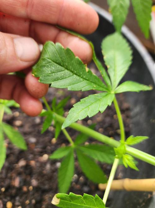 Apricot Scone. Week 12