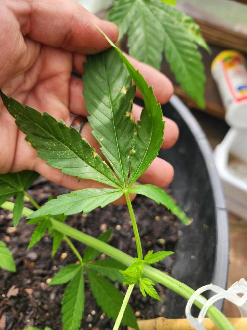 Apricot Scone. Week 12
