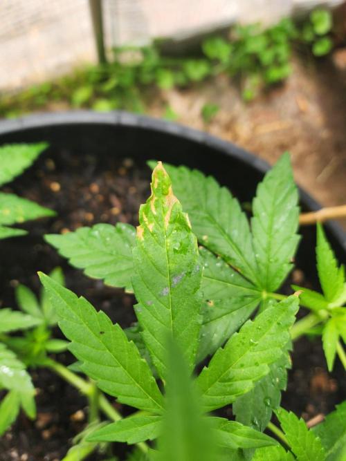 Apricot Scone. Week 12