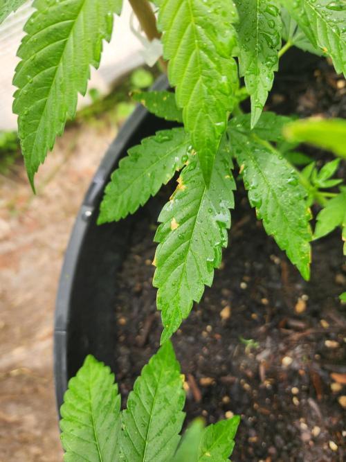 Apricot Scone. Week 12