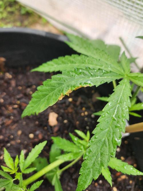 Apricot Scone. Week 12