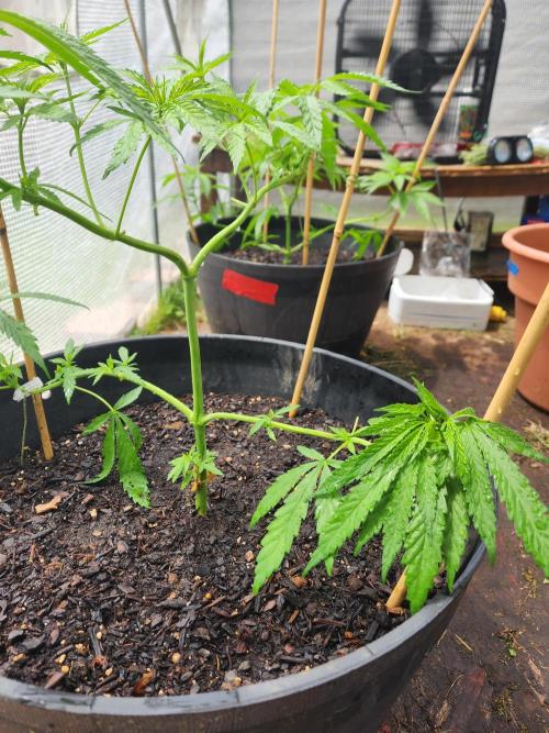 Apricot Scone. Week 12