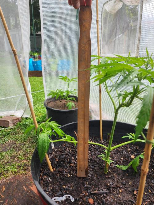 Apricot Scone. Week 12