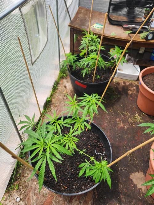 Apricot Scone. Week 12