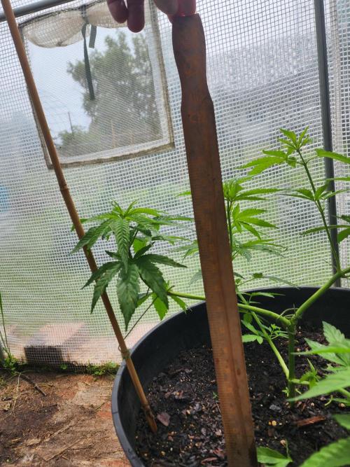 Apricot Scone. Week 12