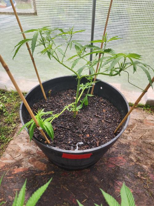 Apricot Scone. Week 12