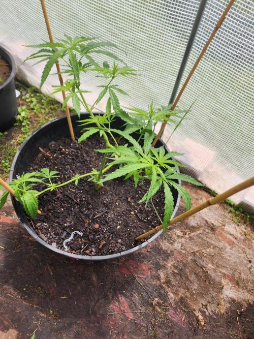 Apricot Scone. Week 12