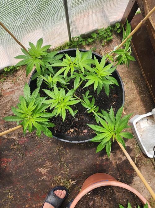 Apricot Scone. Week 12