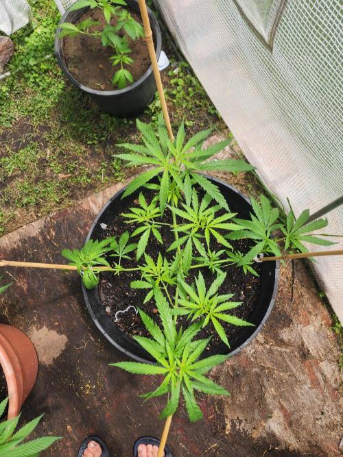 Apricot Scone. Week 12