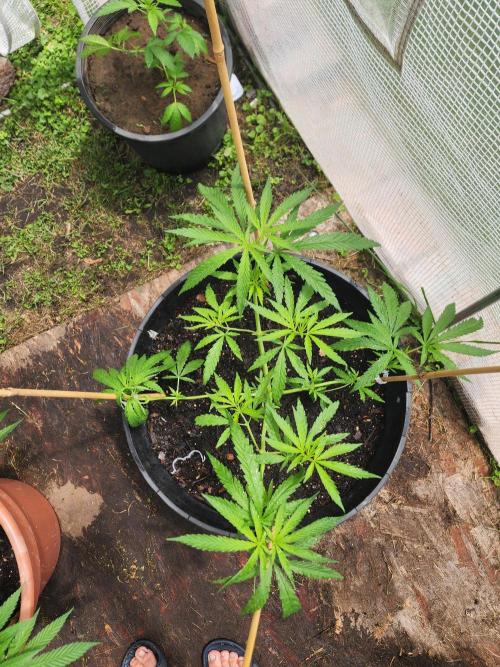 Apricot Scone. Week 12