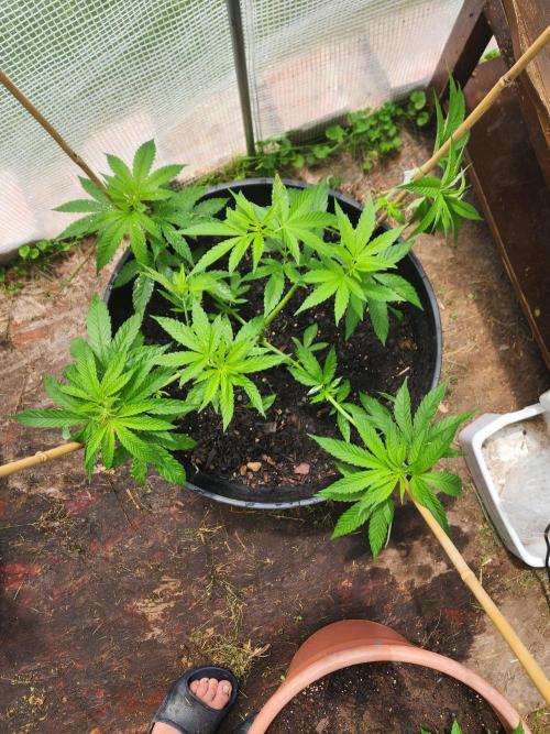 Apricot Scone. Week 12