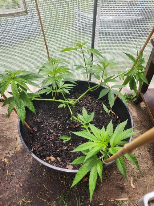 Apricot Scone. Week 12