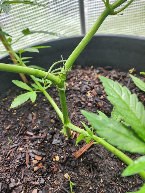 Apricot Scone. Week 12