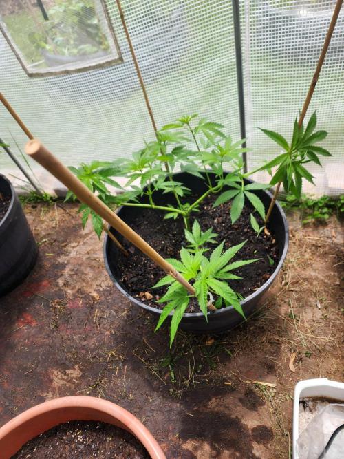 Apricot Scone. Week 12