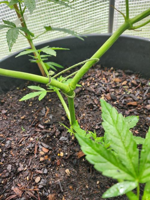 Apricot Scone. Week 12