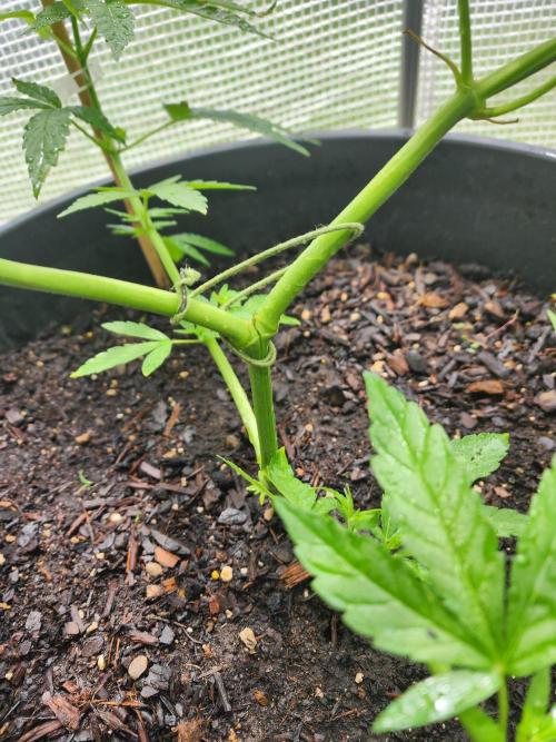 Apricot Scone. Week 12
