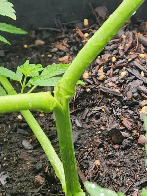 Apricot Scone. Week 12