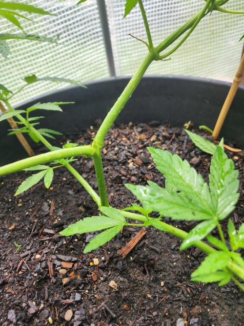 Apricot Scone. Week 12