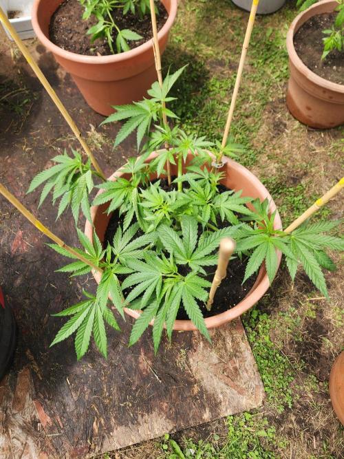 Velvet Moon. Week 12
