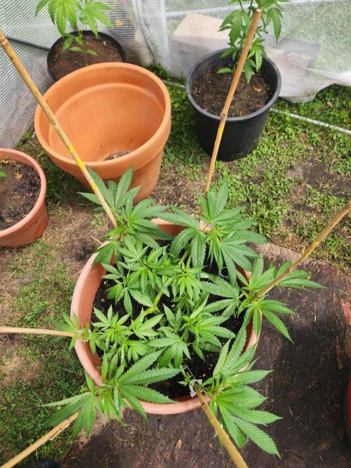 Velvet Moon. Week 12