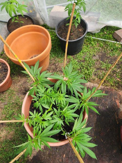 Velvet Moon. Week 12
