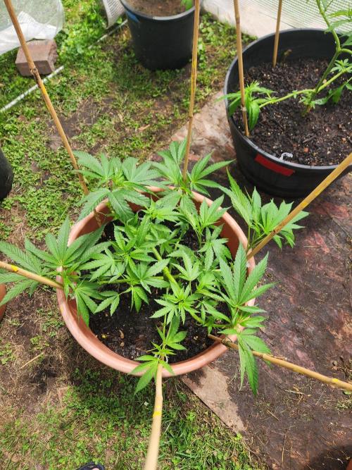 Velvet Moon. Week 12