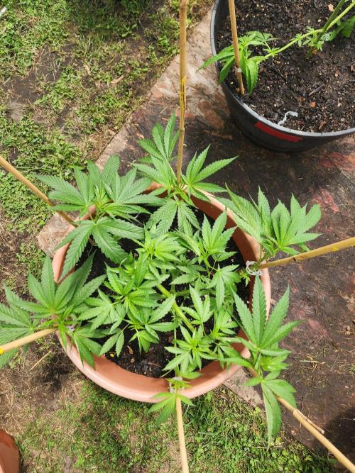 Velvet Moon. Week 12