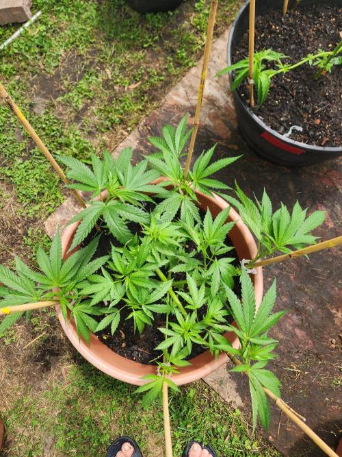 Velvet Moon. Week 12