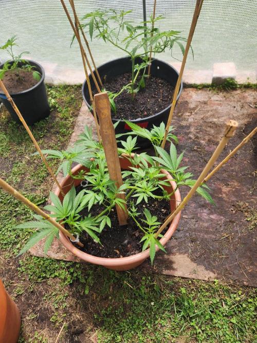Velvet Moon. Week 12