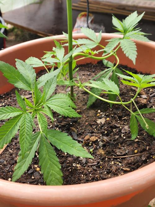 Snoop's punch. Week 8