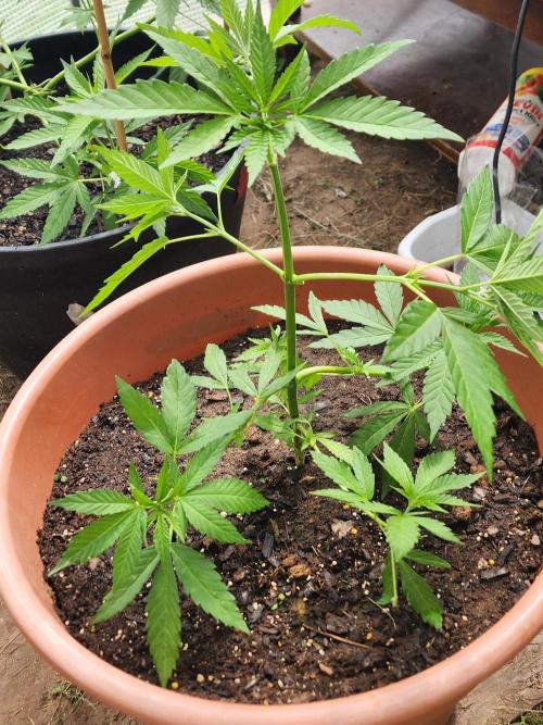 Snoop's punch. Week 8
