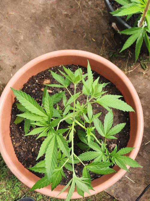 Snoop's punch. Week 8