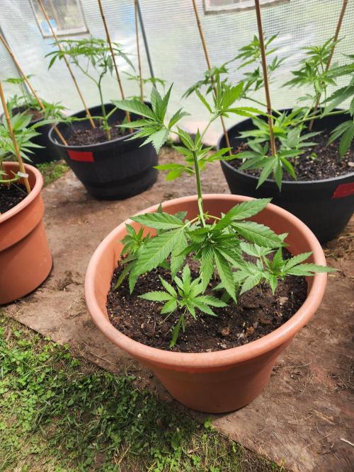 Snoop's punch. Week 8