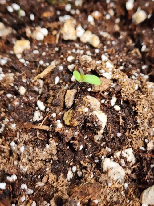 Mix Pack Auto RF3. Week 0