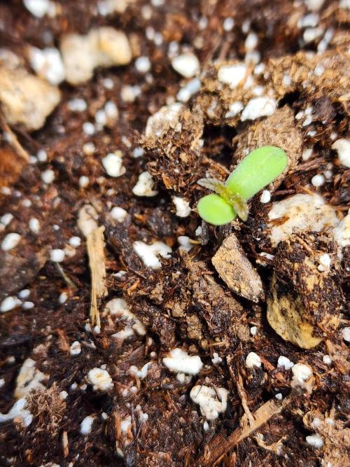 Mix Pack Auto RF3. Week 0